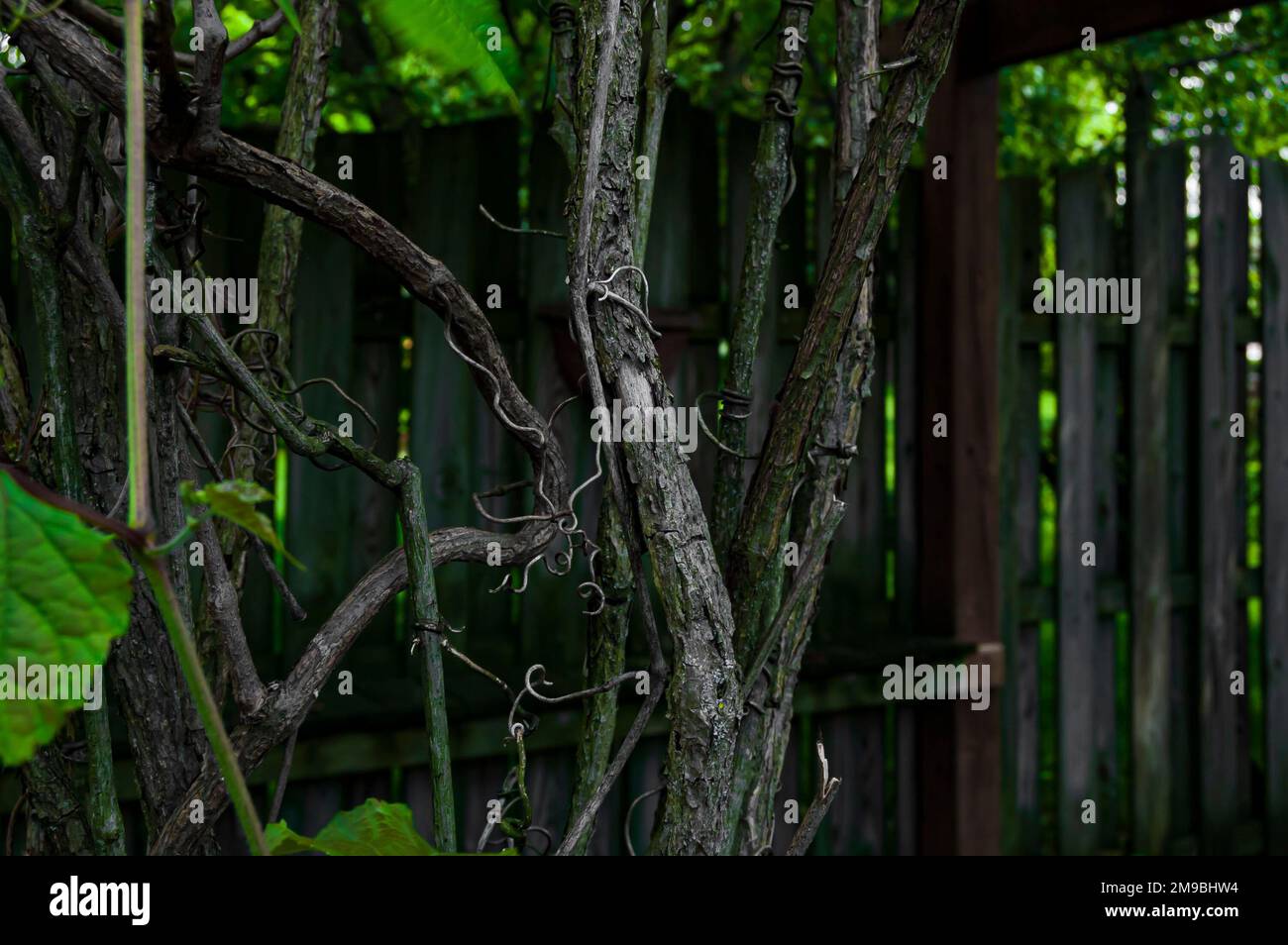 Porzellanbeerenvine wächst auf Trellis vor einem großen Holzzaun Stockfoto