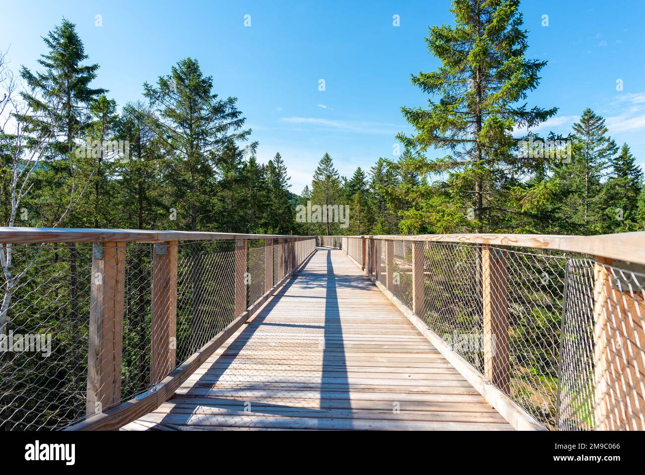 Eine hölzerne, erhöhte Promenade im Laurentianischen borealen Wald in Quebec, Kanada. An einem sonnigen Sommertag ohne Menschen aufgenommen Stockfoto