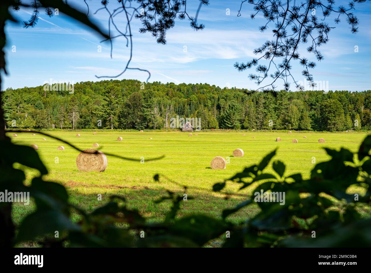 Ein gerahmter Blick auf eine kleine Scheune am Rande einer Wiese mit dem borealen Wald im Hintergrund, Laurentianer, Quebec, Kanada. An einem sonnigen Nachmittag aufgenommen Stockfoto