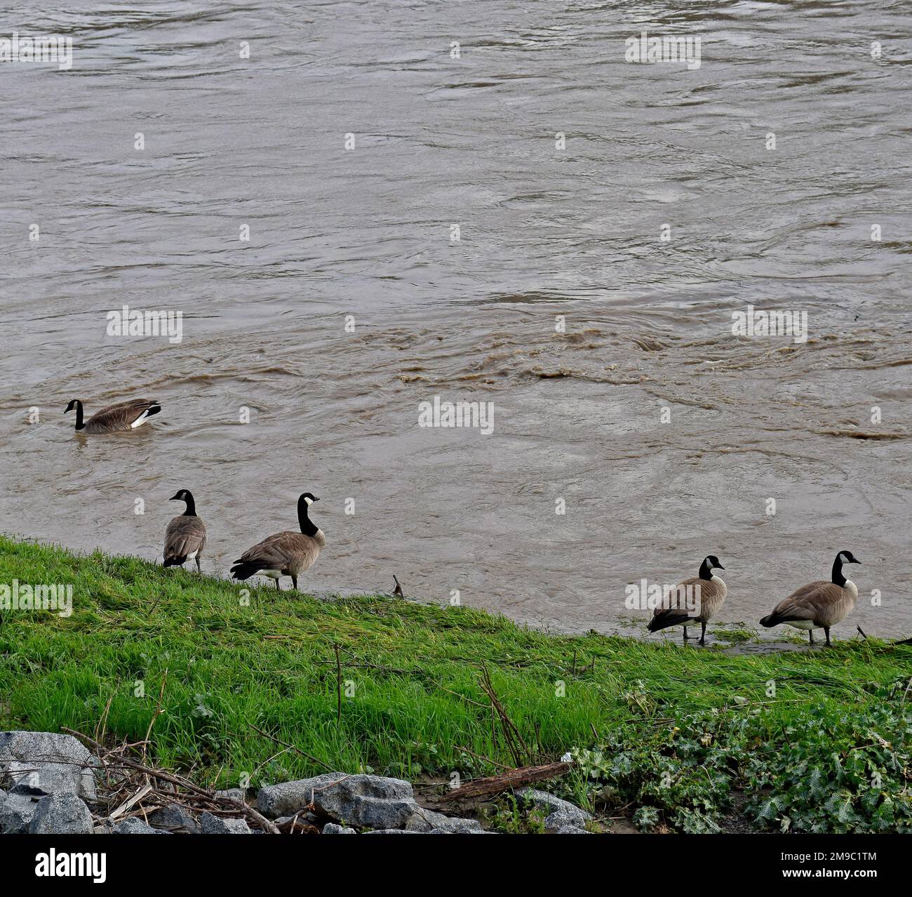 Kanadische Gänse bleiben in der Nähe und auf einem Deich, nachdem große Regenstürme den Alameda Creek in Union City, Kalifornien, am 2023. Januar ausgelöst haben Stockfoto