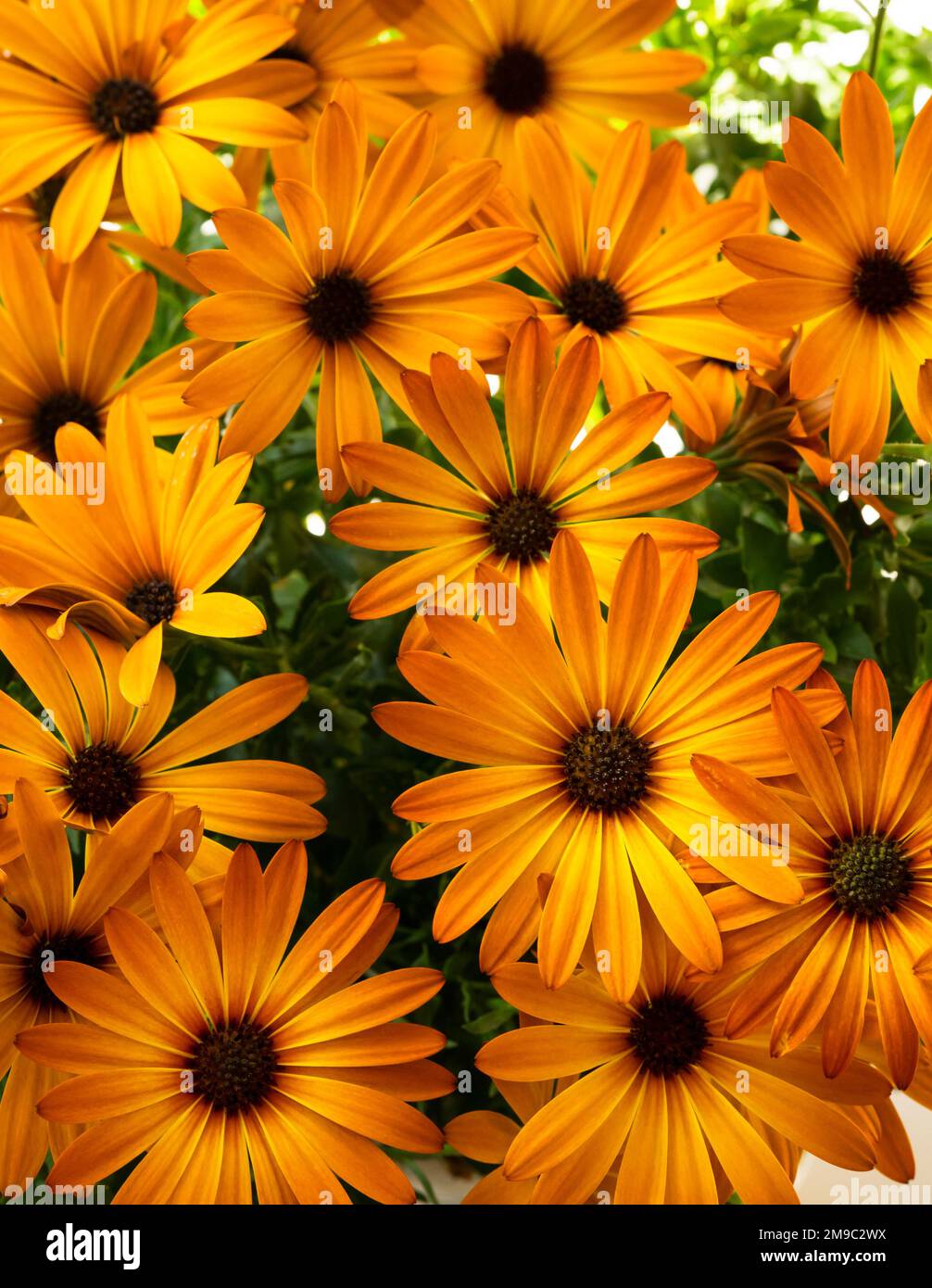 Wunderschöne, leuchtende orangefarbene Blume Osteospermum Stockfoto