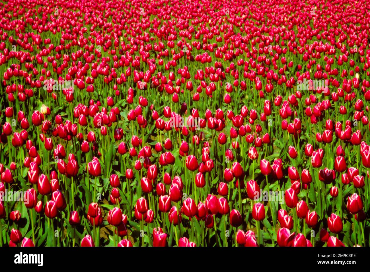 1980S GESAMTMUSTER ROTER WEISSER TULPEN, DIE AUF EINEM FELD WACHSEN, MIT AUSNAHME EINIGER WEISSER TULPEN - 103002 RWN001 HARS ALTMODISCH Stockfoto