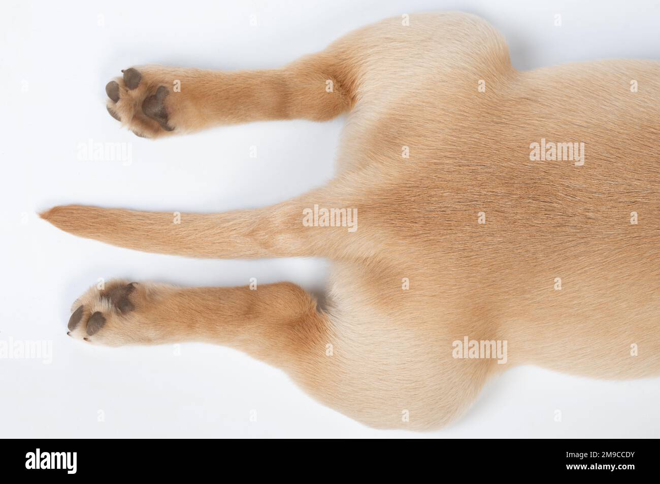 Pfote und Schwanz eines braunen Hundes mit weißem Studiohintergrund Stockfoto