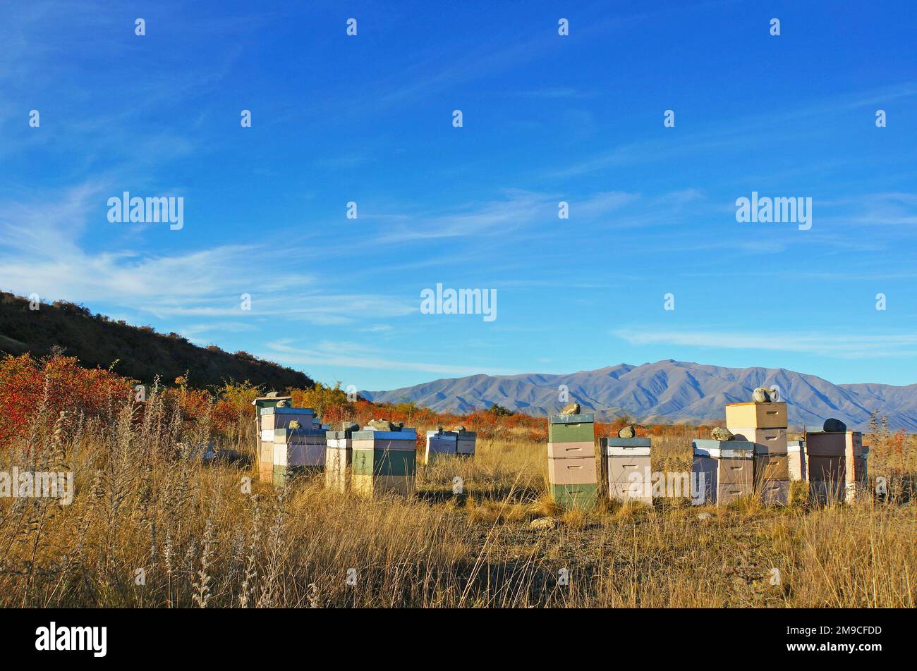 Stapel pastellfarbener Bienenstöcke in der Wildnis des Waitaki District bei Omarama Stockfoto