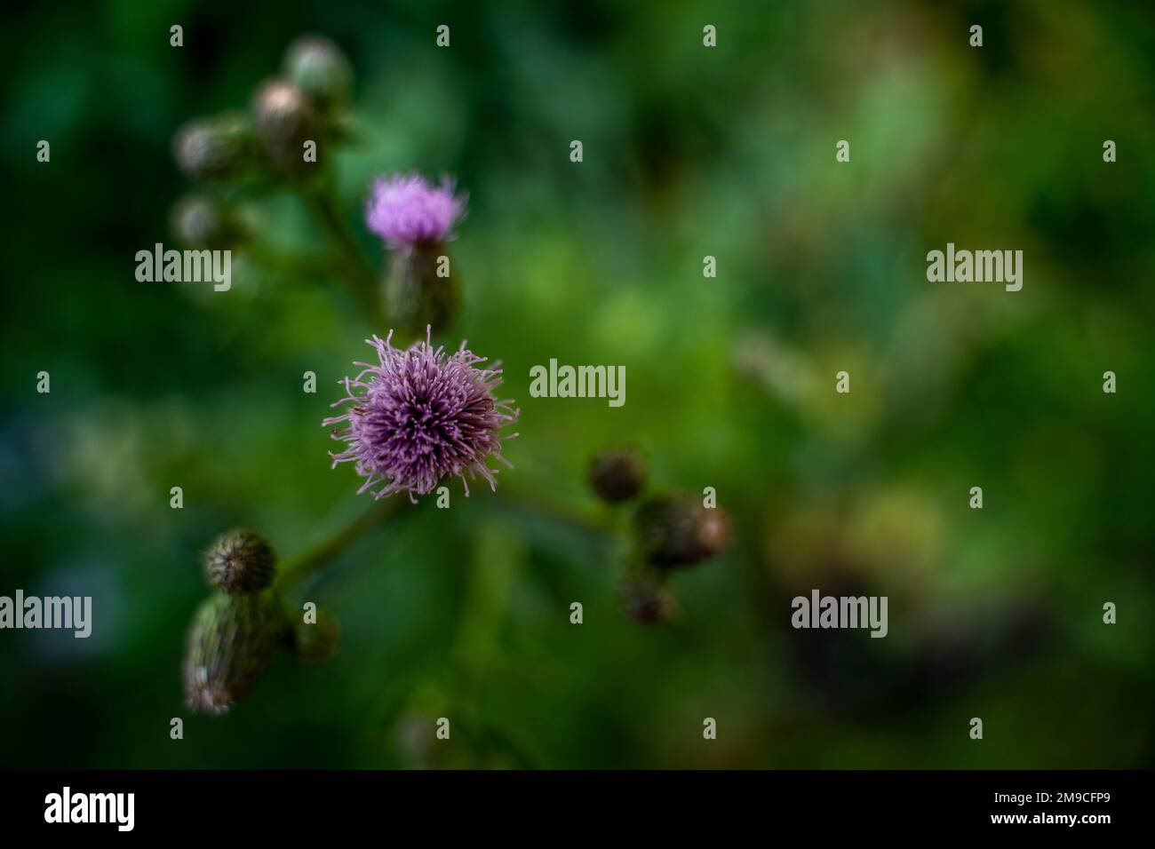 Lila Kreiselblume auf grünem Gras im Sommer Stockfoto