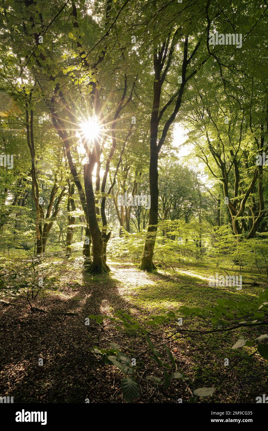 Buche Tree Forest, Rold Skov Forest, Skorping, Dänemark Stockfoto