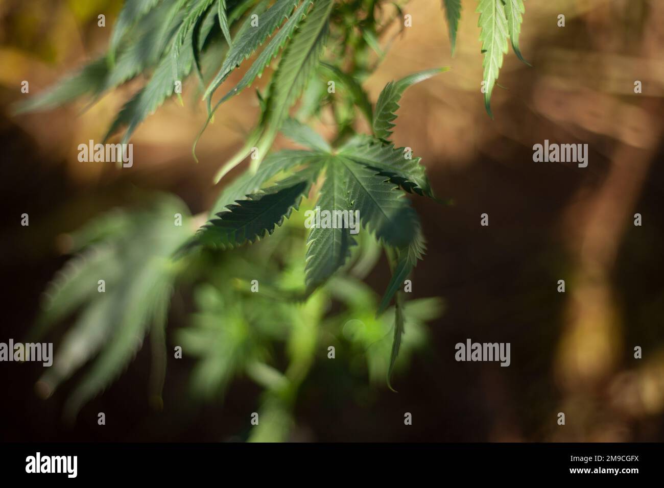 Marihuana wächst draußen. Grassorte. Stockfoto