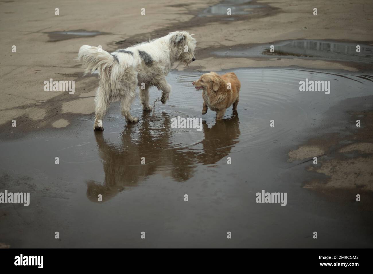 Hunde spielen draußen. Zwei Hunde sind Freunde. Tiere laufen auf Asphalt. Stockfoto