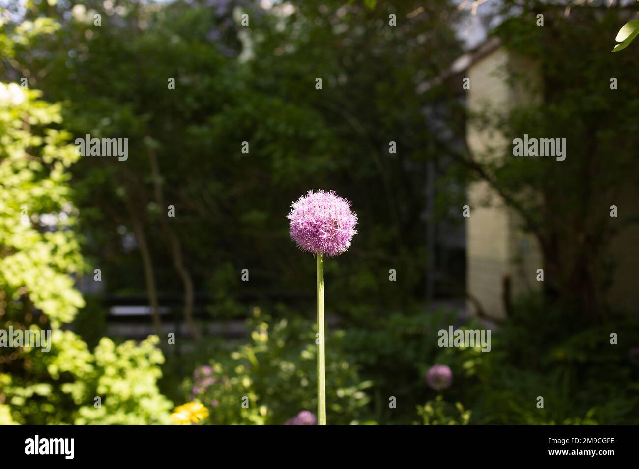 Zwiebelblüten im Garten. Gemüse anbauen. Lila Blume. Stockfoto