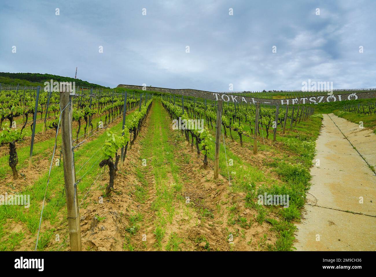 Auf dem Weg zum Weinberg Stockfoto