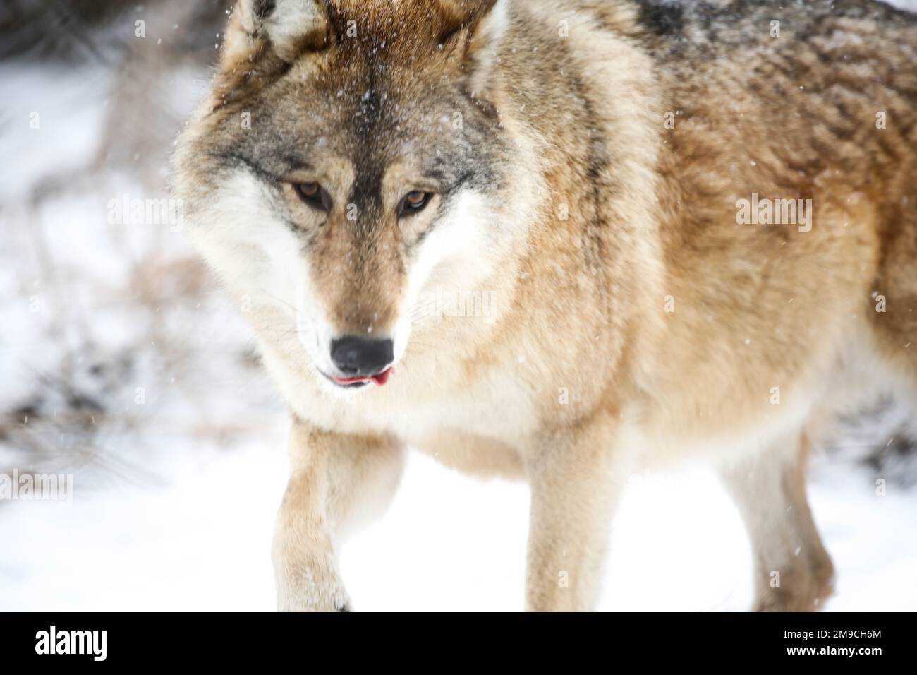 Wolf (irgendwo im Zemplén) Stockfoto