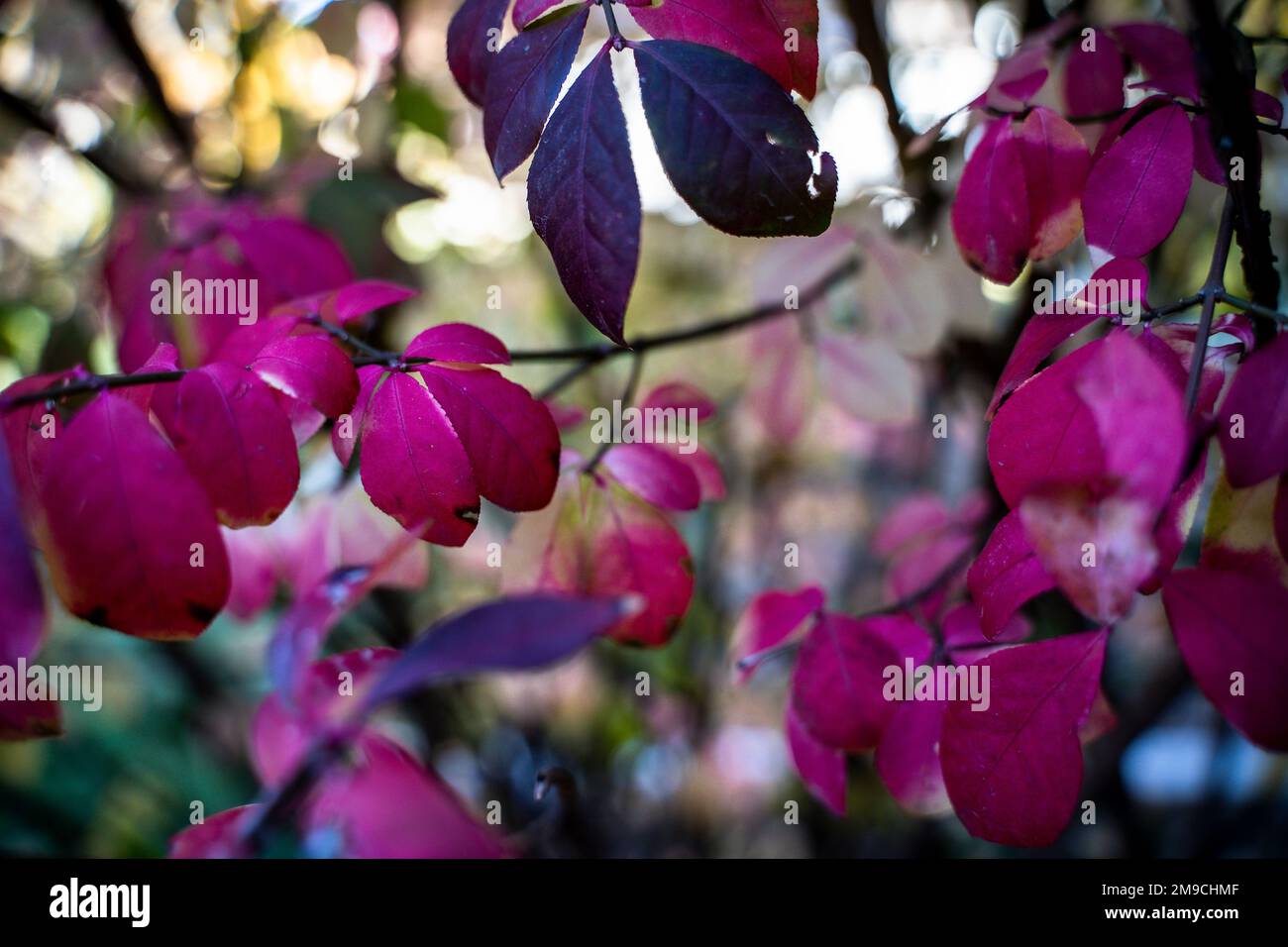 Rote und violette Blätter in Busch am Herbsttag Stockfoto