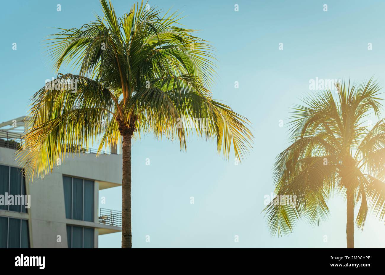 Palmen am Strand, tropisches caribe Hotel Stockfoto