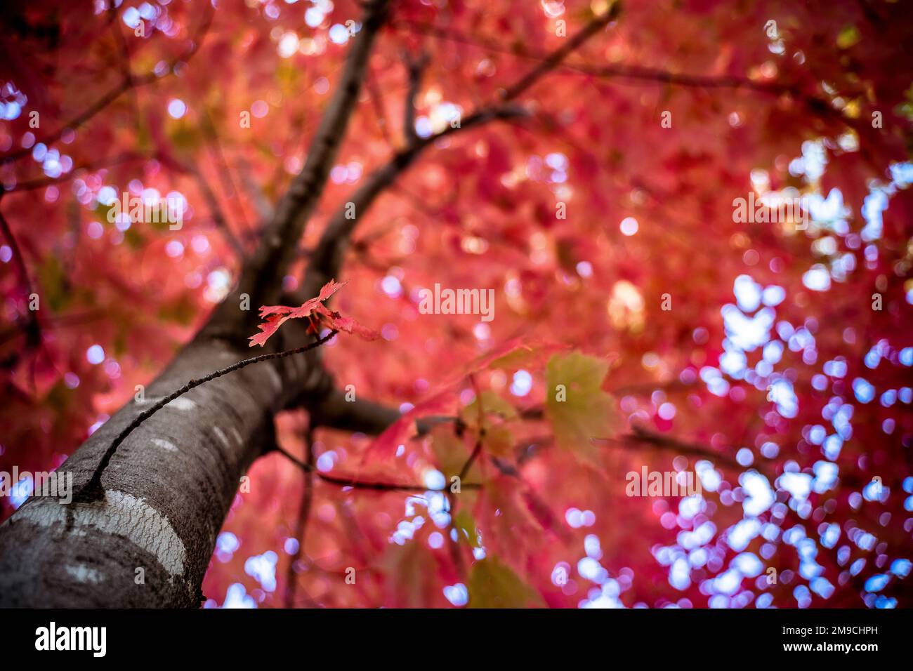 Blick von unten auf Red Tree am Sonnentag im Herbst Stockfoto