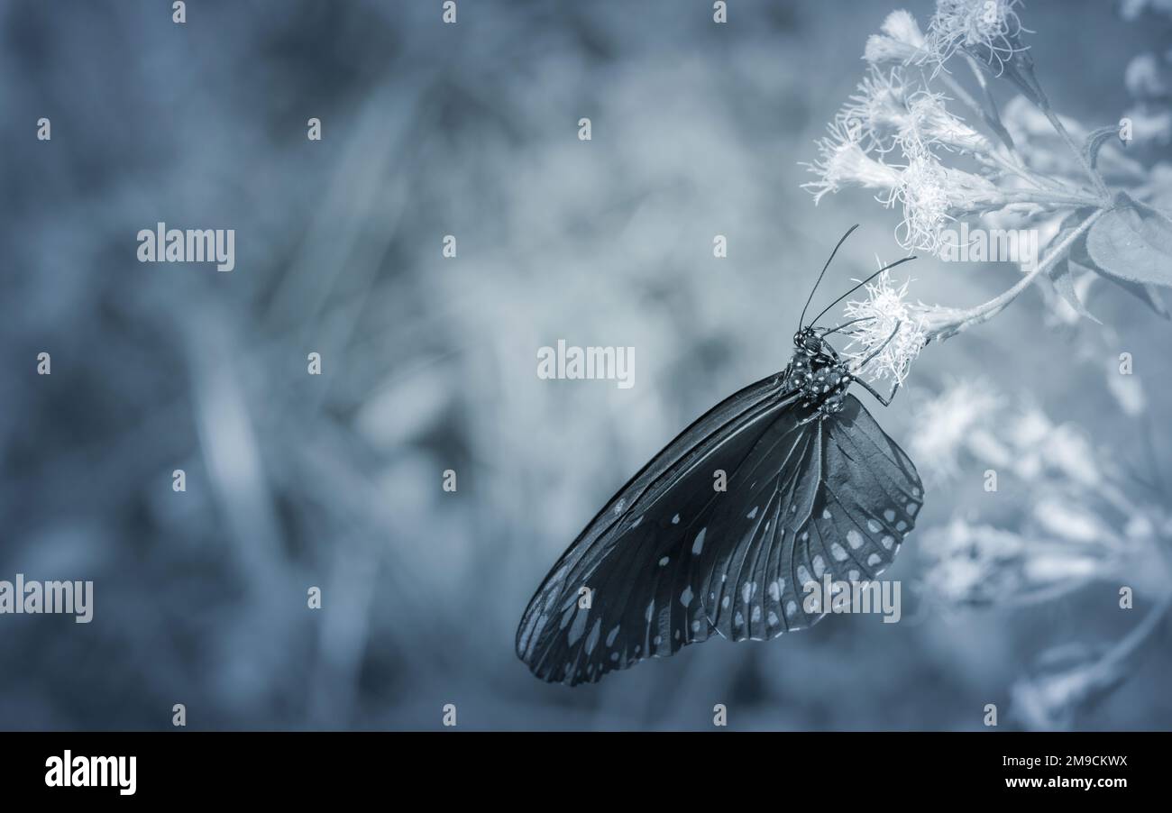 Gewöhnlicher Krähenschmetterling (Euploea-Kern) und Blume mit unscharfem Naturhintergrund, Schwarzweißfoto, Nahaufnahme Insekt in Thailand. Stockfoto