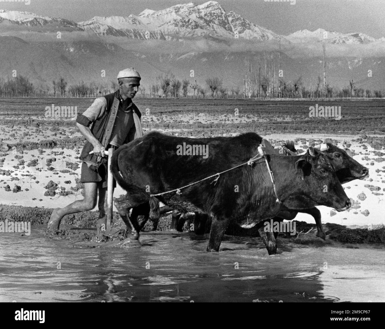 Der Schnee ist kaum geschmolzen, wenn das Pflügen in den Reisfeldern von Kaschmir, Nordindien, beginnen muss. Stockfoto