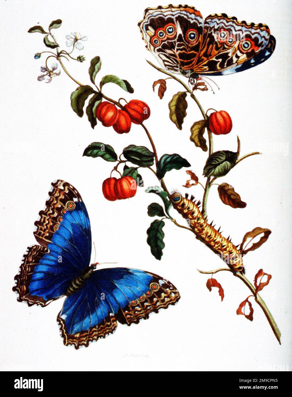 Metamorphose der Insekten von Surinam - Insectorum Surinamensium, Schmetterlinge Stockfoto