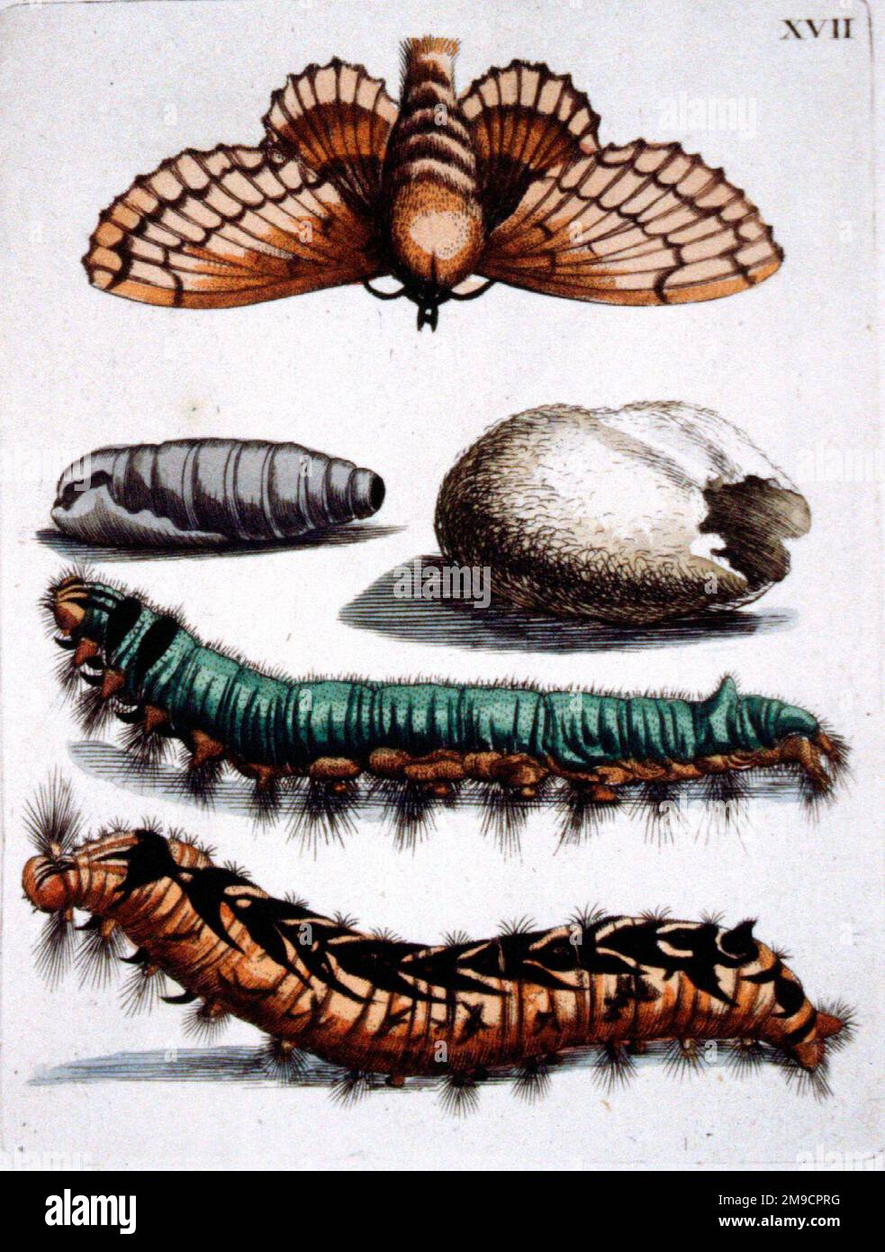 Europäische Insekten, Raupen, Motten, Larven Stockfoto
