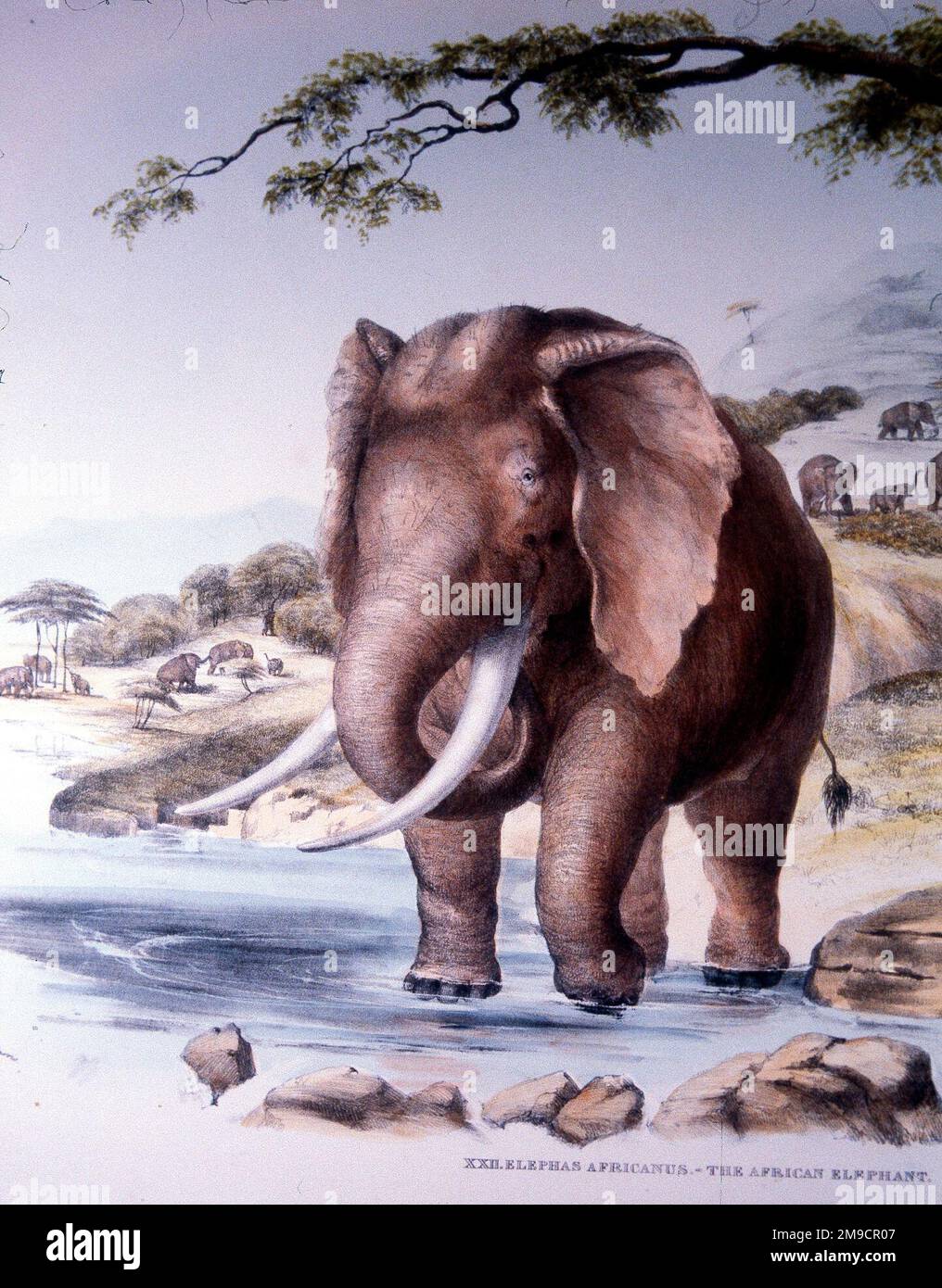 Porträts des Wild und wilde Tiere des südlichen Afrika - afrikanischer Elefant Stockfoto