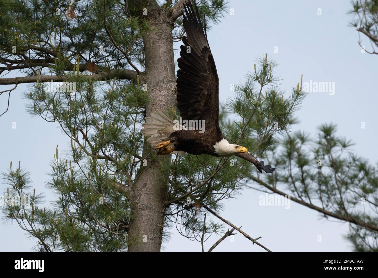 Amerikanischer Weißkopfseeadler, der von einem Baum geflogen ist Stockfoto