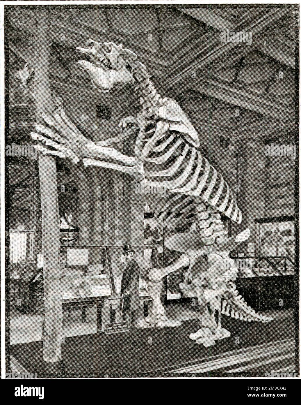 Megatherium - Riesenschlammskelett (Fossil) Stockfoto