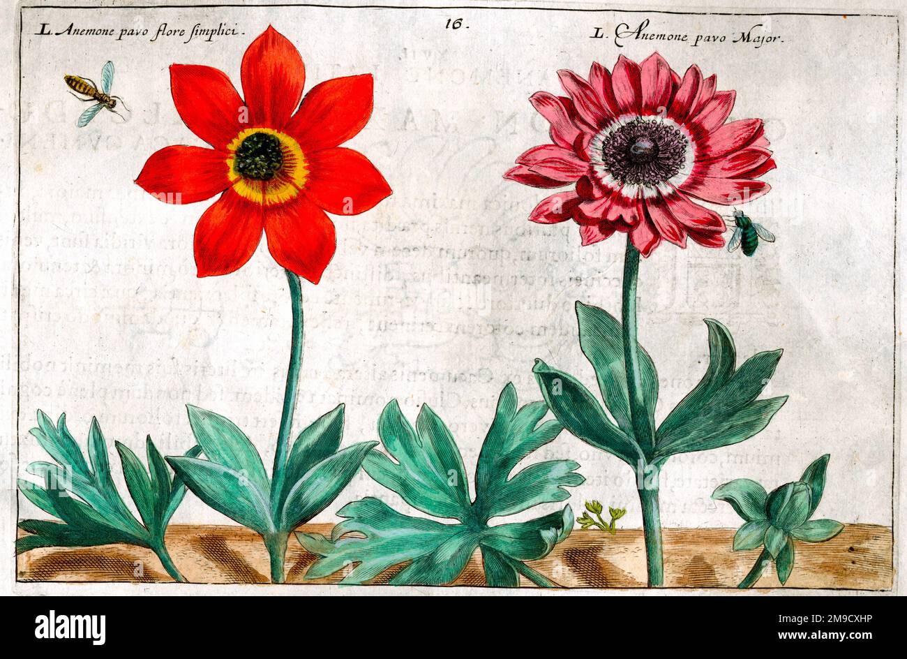 Blumenzeichnung aus dem 17. Jahrhundert, Anemone Stockfoto