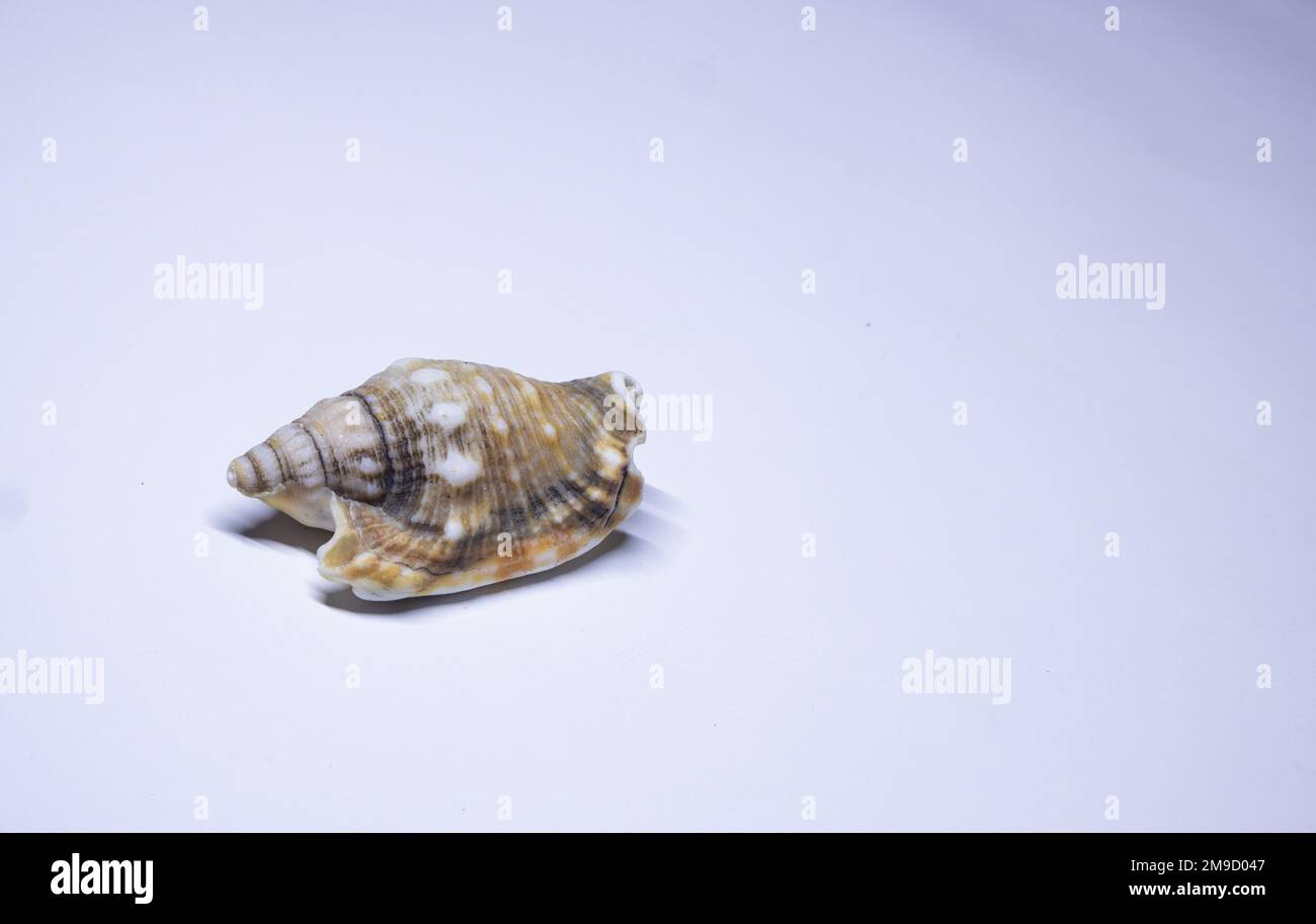 strombus Shell, Strombus ist eine Gattung von mittelgroßen bis großen Meeresschnecken, Meeresschnecken der Familie Strombidae, die die echten Muscheln umfasst Stockfoto