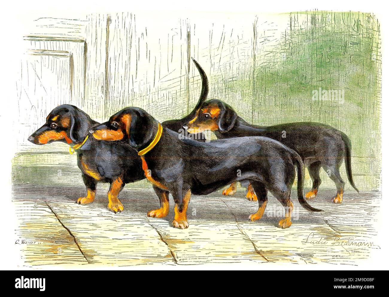 Hunde - Gruppe Von Dachshunds Stockfoto