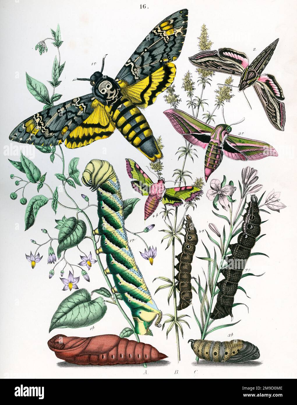 Europäische Motten Und Schmetterlinge Stockfoto