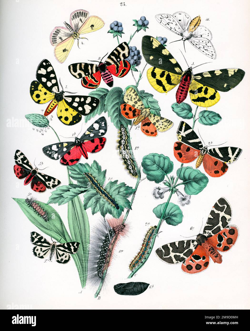 Europäische Schmetterlinge Stockfoto