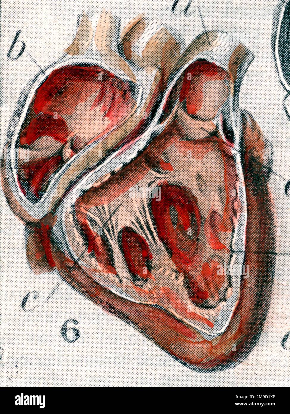 Menschliches Herz - Man Cutaway Stockfoto