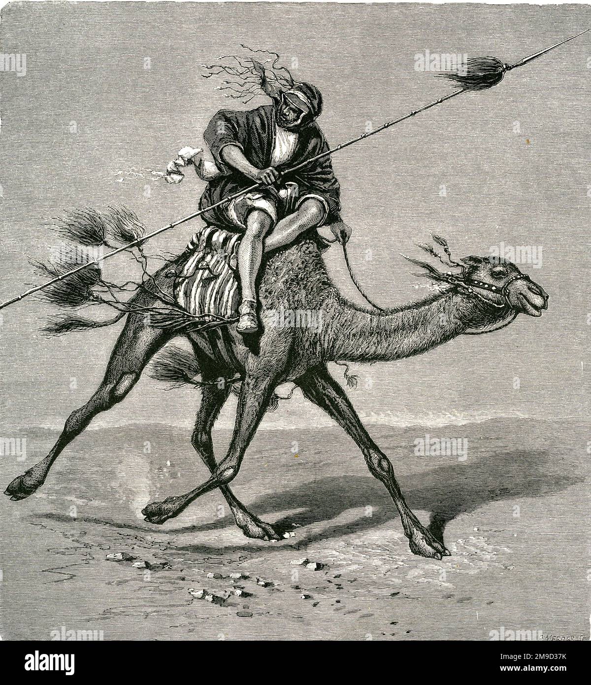 Ein Beduine auf einem Kamel Stockfoto