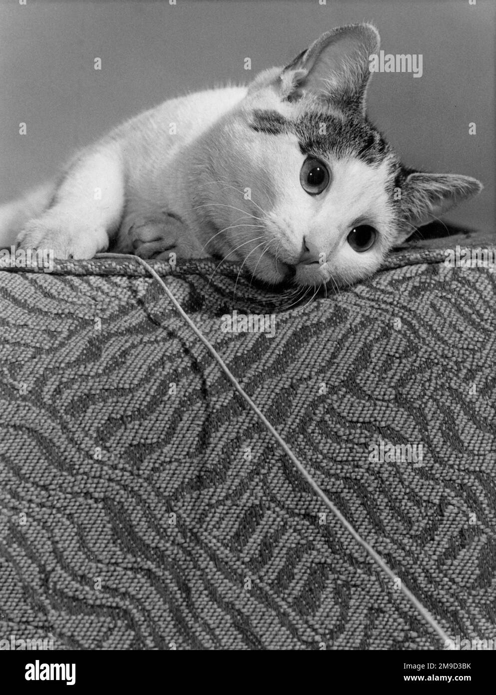 Katze mit einem Stück Schnur. Stockfoto