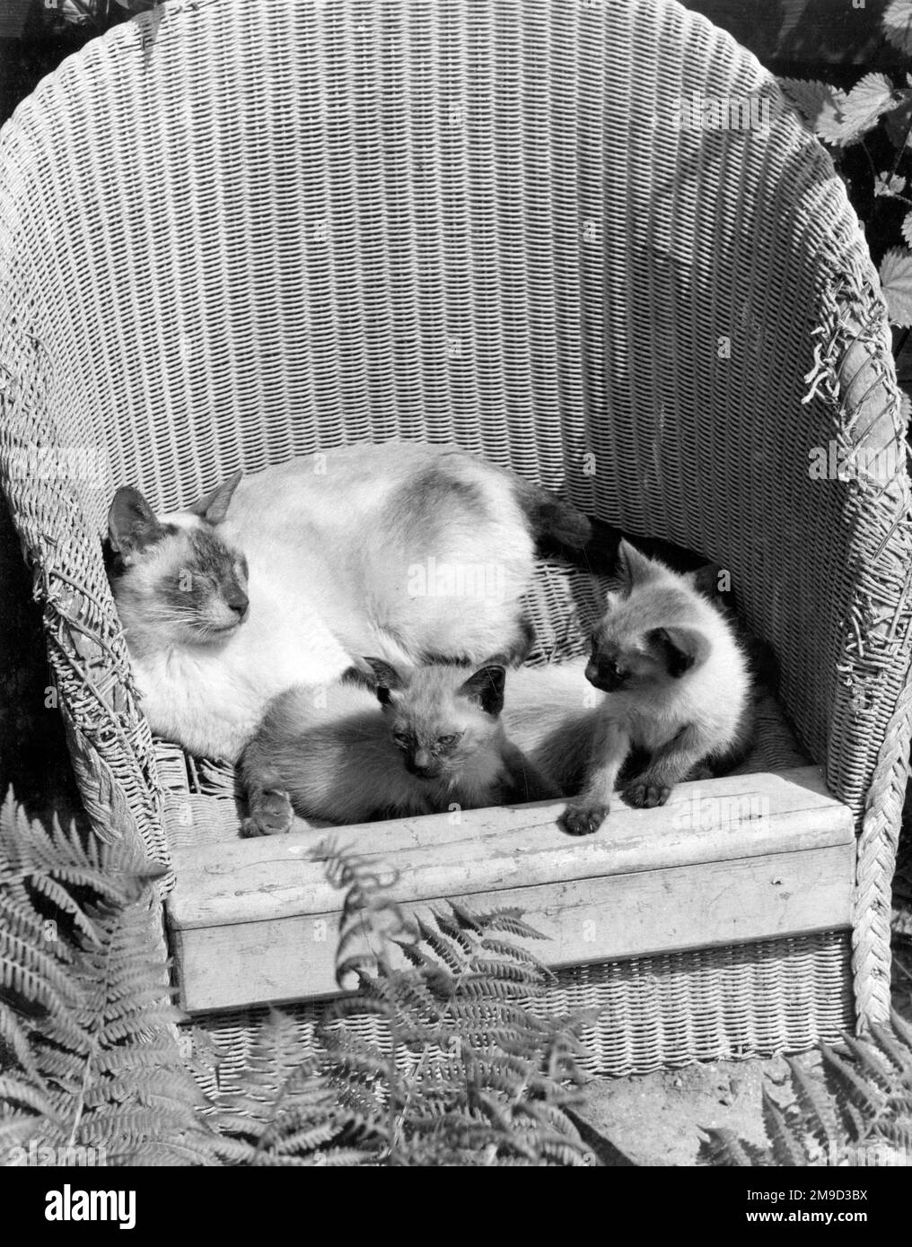 Katze und zwei Kätzchen in einem Gartenstuhl. Stockfoto