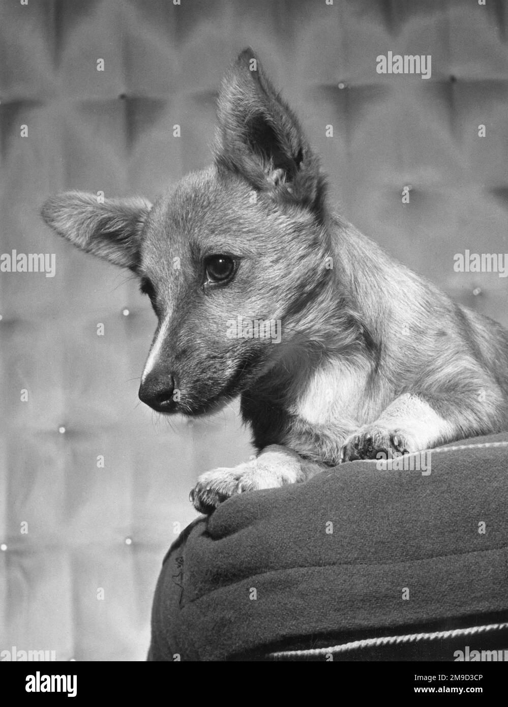 Süßer Terrier-Hund, der auf einem Kissen sitzt. Stockfoto