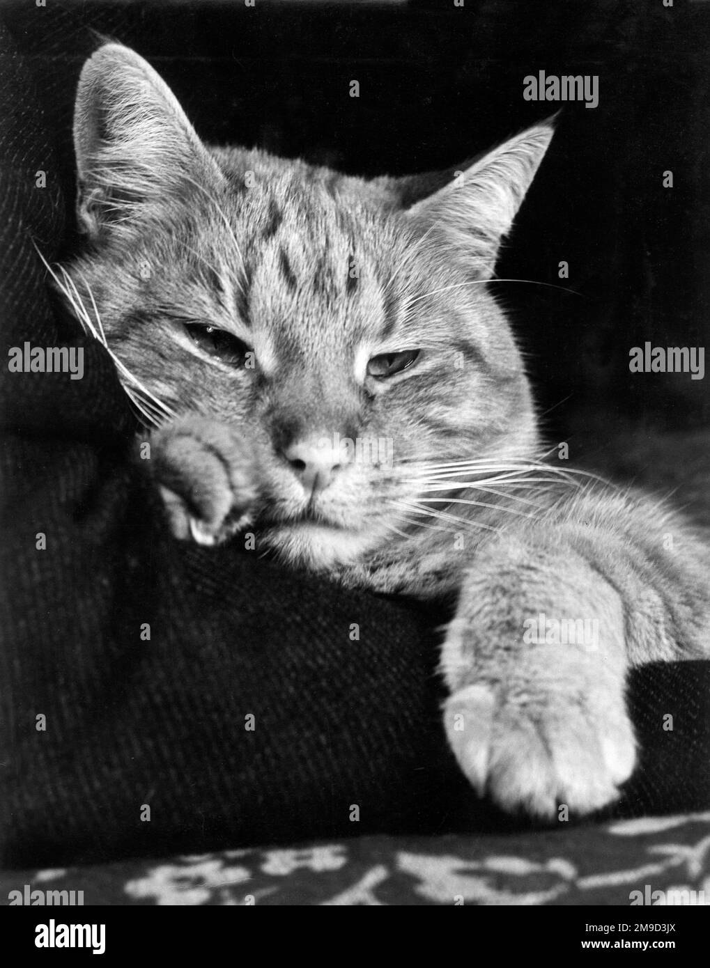 Tabby-Katze, die auf einem Kissen liegt und schläfrig aussieht. Stockfoto