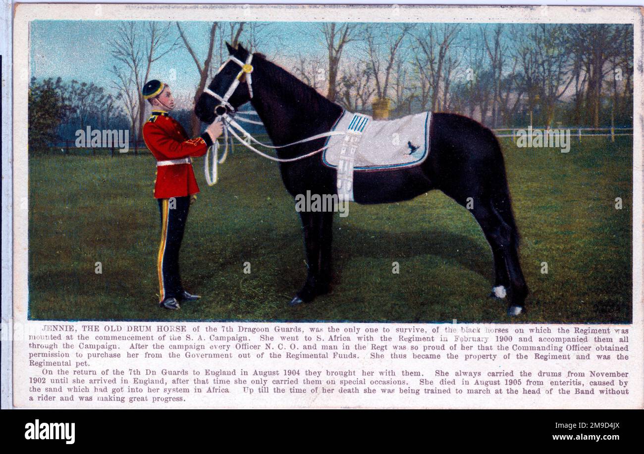 Jennie diente bei den 7. Dragoons und war das einzige der schwarzen Pferde, die das Regiment zu Beginn des Zweiten Burenkrieges hatte, das überlebte. Stockfoto