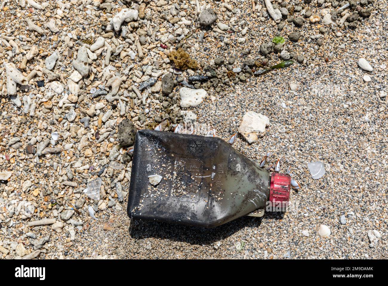 Plastikverschmutzung - eine Erdölflasche mit daran befestigten Mollusken wird an einem Strand in Okinawa, Japan, angespült Stockfoto