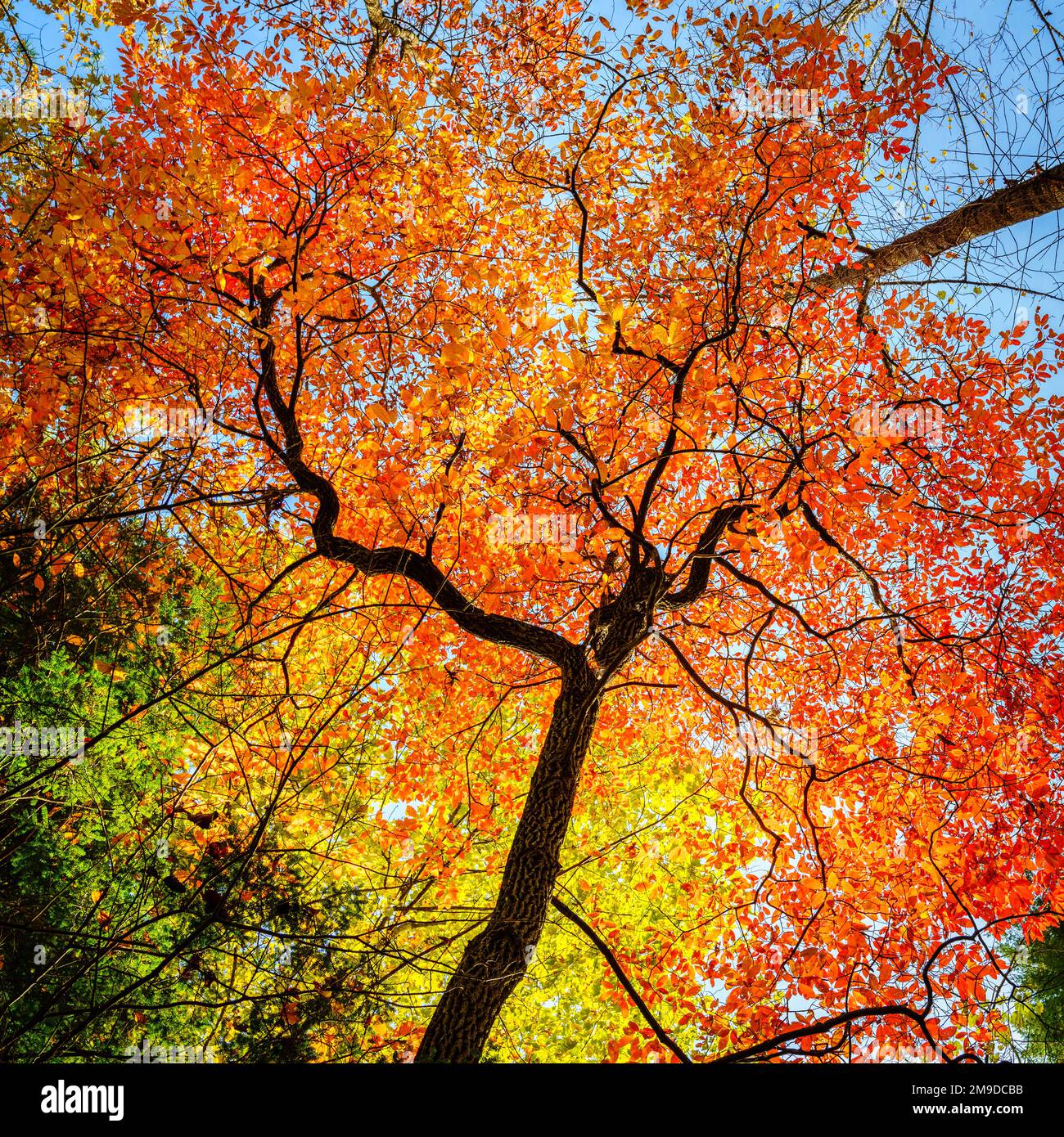 Farbenfrohe Herbstlaub auf einem Baum in einem Park in der Nähe von Asheville, North Carolina Stockfoto