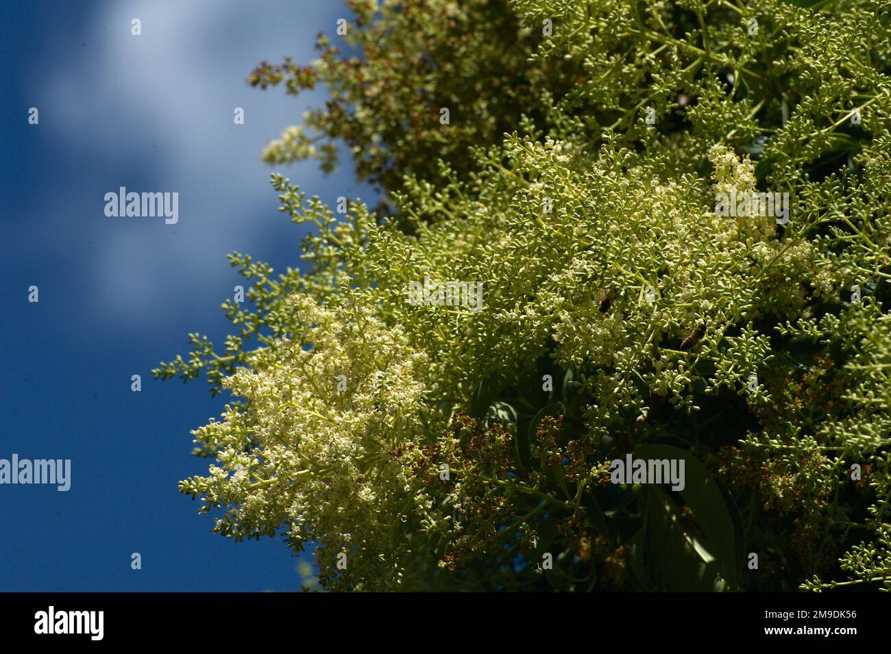 Holunderbeerbäume (Sambucus Nigra) sind europäisch und nicht in Australien heimisch, aber ihre Blüten und ihr Duft sind in unseren Gärten sehr willkommen. Stockfoto