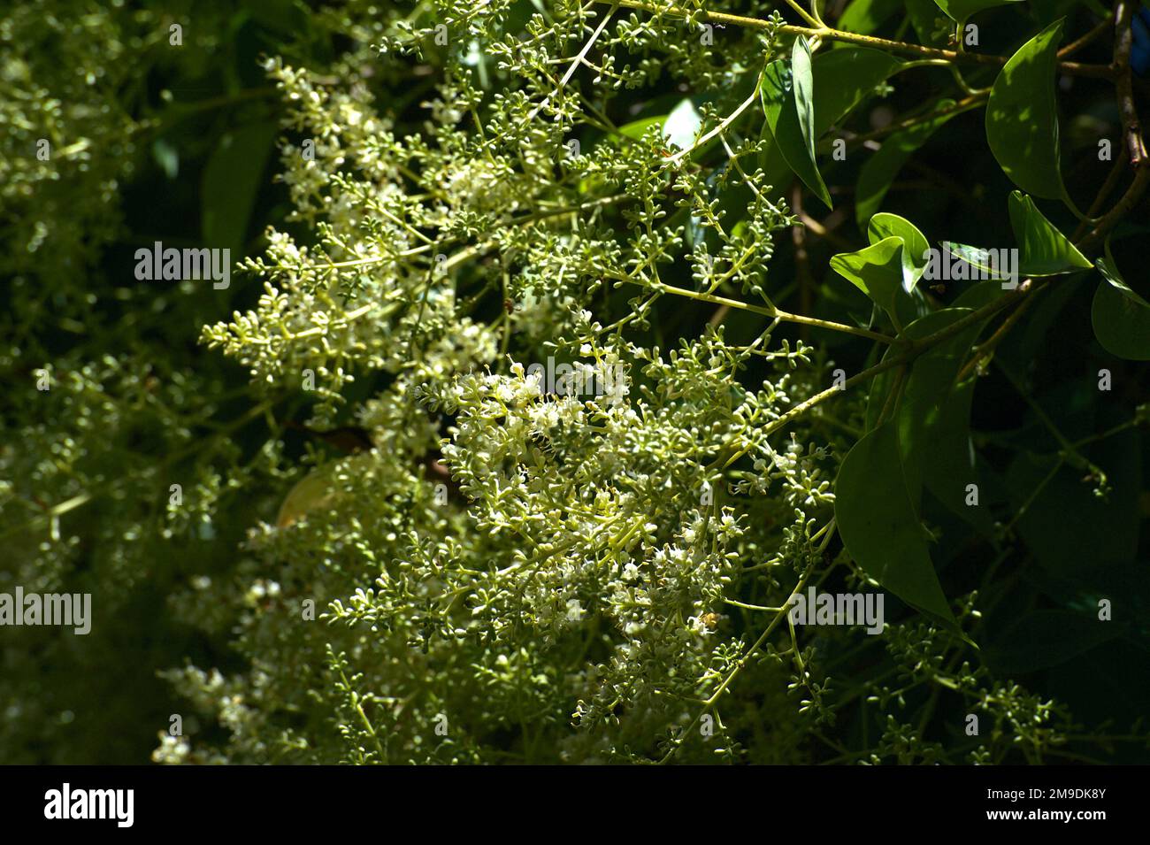 Holunderbeerbäume (Sambucus Nigra) sind europäisch und nicht in Australien heimisch, aber ihre Blüten und ihr Duft sind in unseren Gärten sehr willkommen. Stockfoto