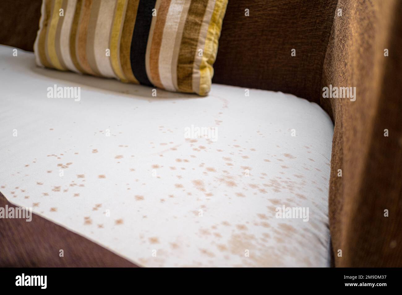 Schimmel unter der Polsterung auf dem alten Sofa. Stockfoto