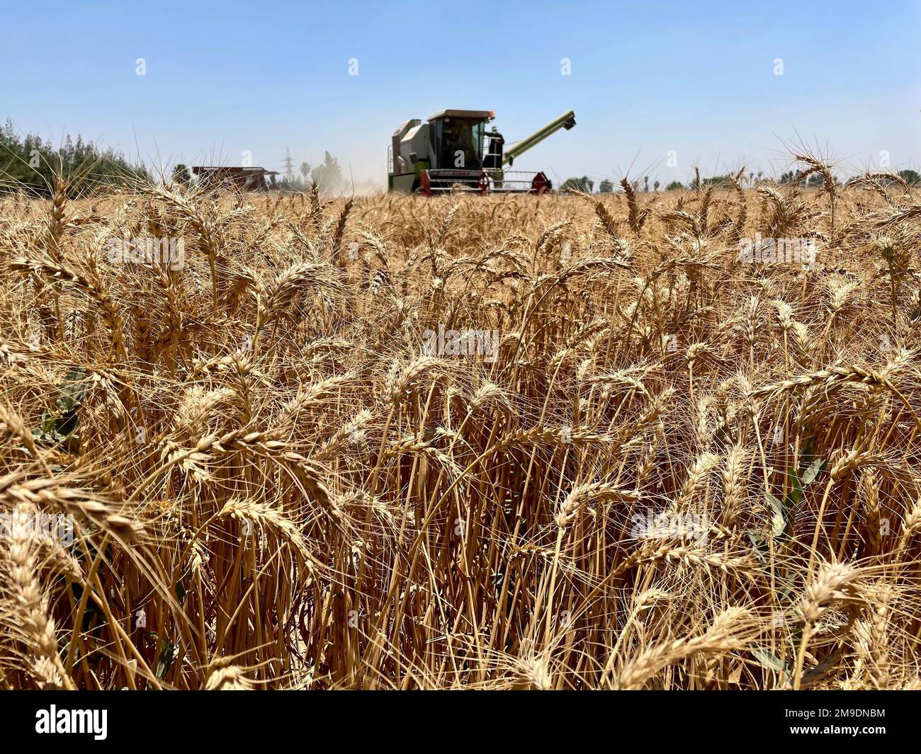 Brot ist Leben! Aus diesem Grund hat USAID ein Pilotprogramm gestartet, das ägyptische Landwirte dabei unterstützen soll, die Verschwendung bei der Weizenproduktion zu reduzieren, wodurch Ägypten ab diesem Jahr Tausende Tonnen Weizen einsparen wird. Durch mehr als 40 Jahre Partnerschaft und mehr als $1,4 Milliarden US-Dollar Unterstützung für den Agrarsektor Ägyptens, die USA Die Regierung steht solidarisch mit dem ägyptischen Volk. Stockfoto