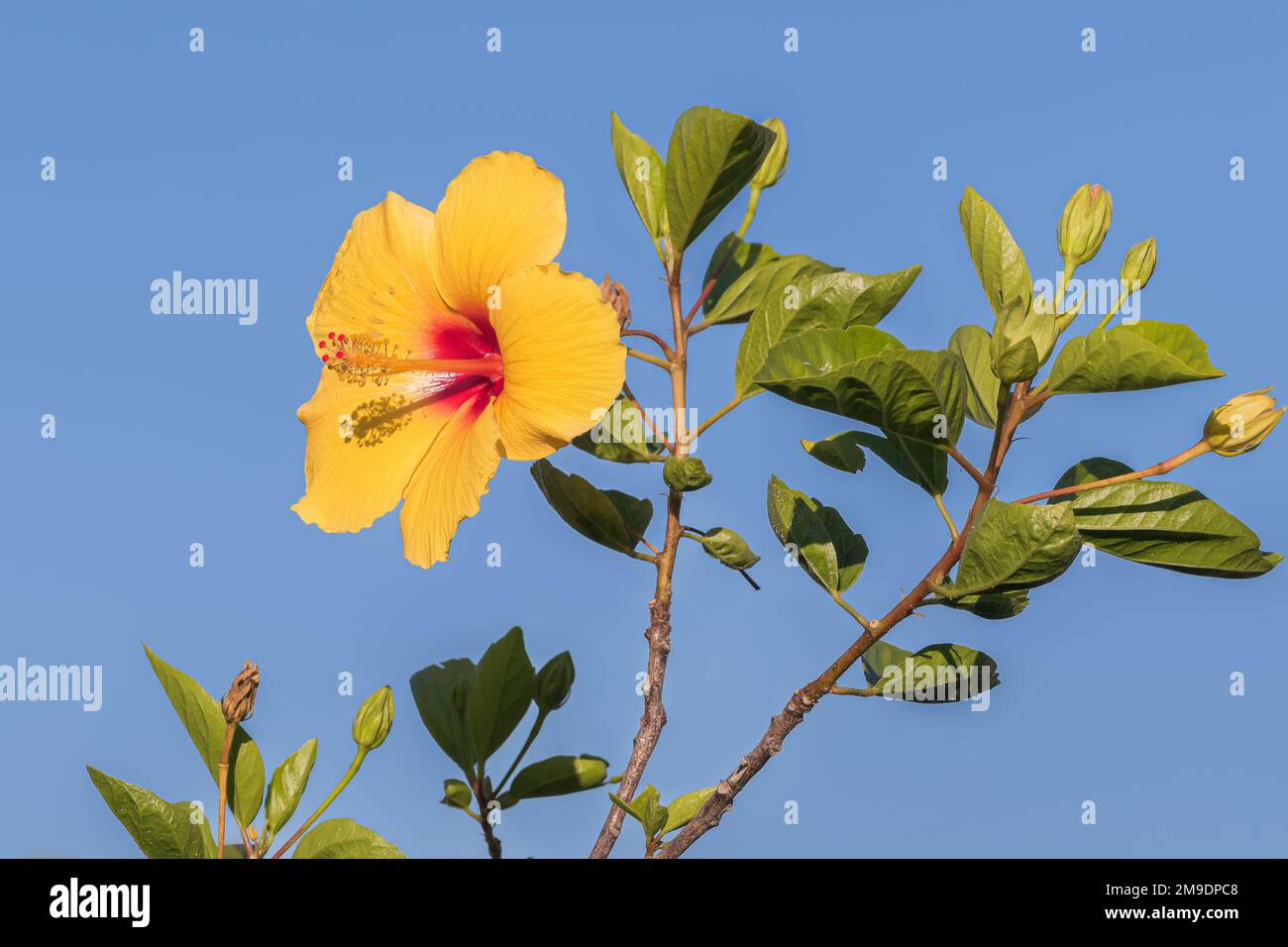 hibiscus-brackenridgei-Blüte auf Pflanze im Sommer am blauen, klaren Himmel Stockfoto