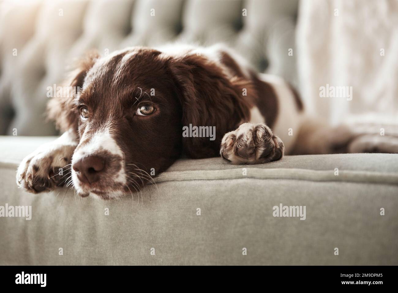 Bezaubernder Hund, Entspannung und Sofa im Wohnzimmer, das gelangweilt oder niedlich aussieht, mit Fell zu Hause. Porträt eines entspannten Tieres, Haustiers oder Hündchens mit Pfoten Stockfoto