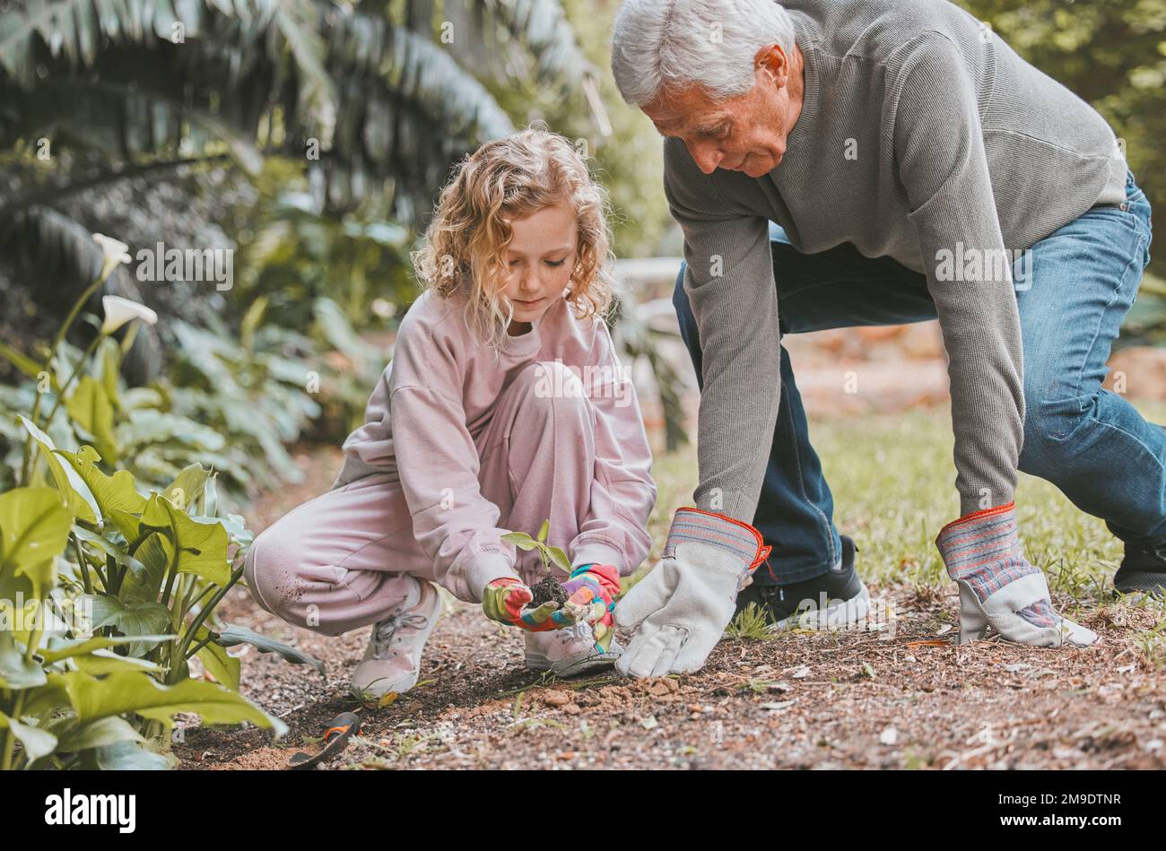 Aus winzigen Samen kommen große Bäume. Ein bezauberndes Mädchen, das mit ihrem Großvater gärtnert. Stockfoto