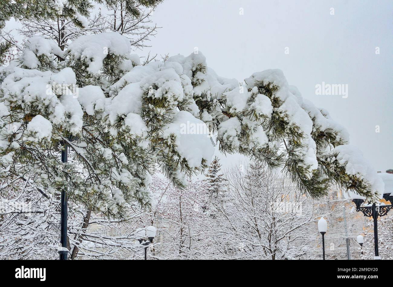 Schneebedeckter Kiefernzweig im Winter-Stadtpark aus nächster Nähe nach starkem Schneefall. Grüne Nadeln unter weichem, weißem Schnee auf verschwommenem urbanem Landschaftsstreifen Stockfoto