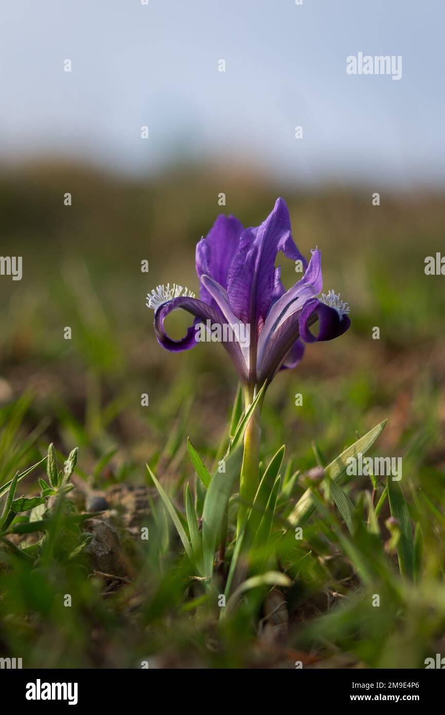 In der Wiese blüht der Pumila aus wilder purpurner Iris. Schöne sonnige Frühlingslandschaft mit wilden Blumen. Grünes Gras, zarte Blumen, das Konzept des Frühlings Stockfoto