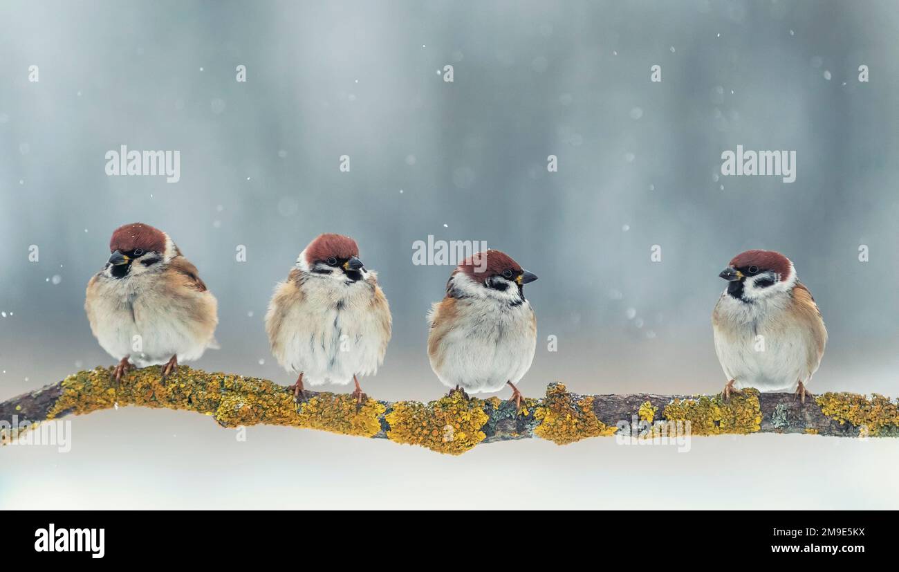 Lustige, lustige kleine Vogelspatzen, die auf einem Ast in einem Winterpark sitzen Stockfoto
