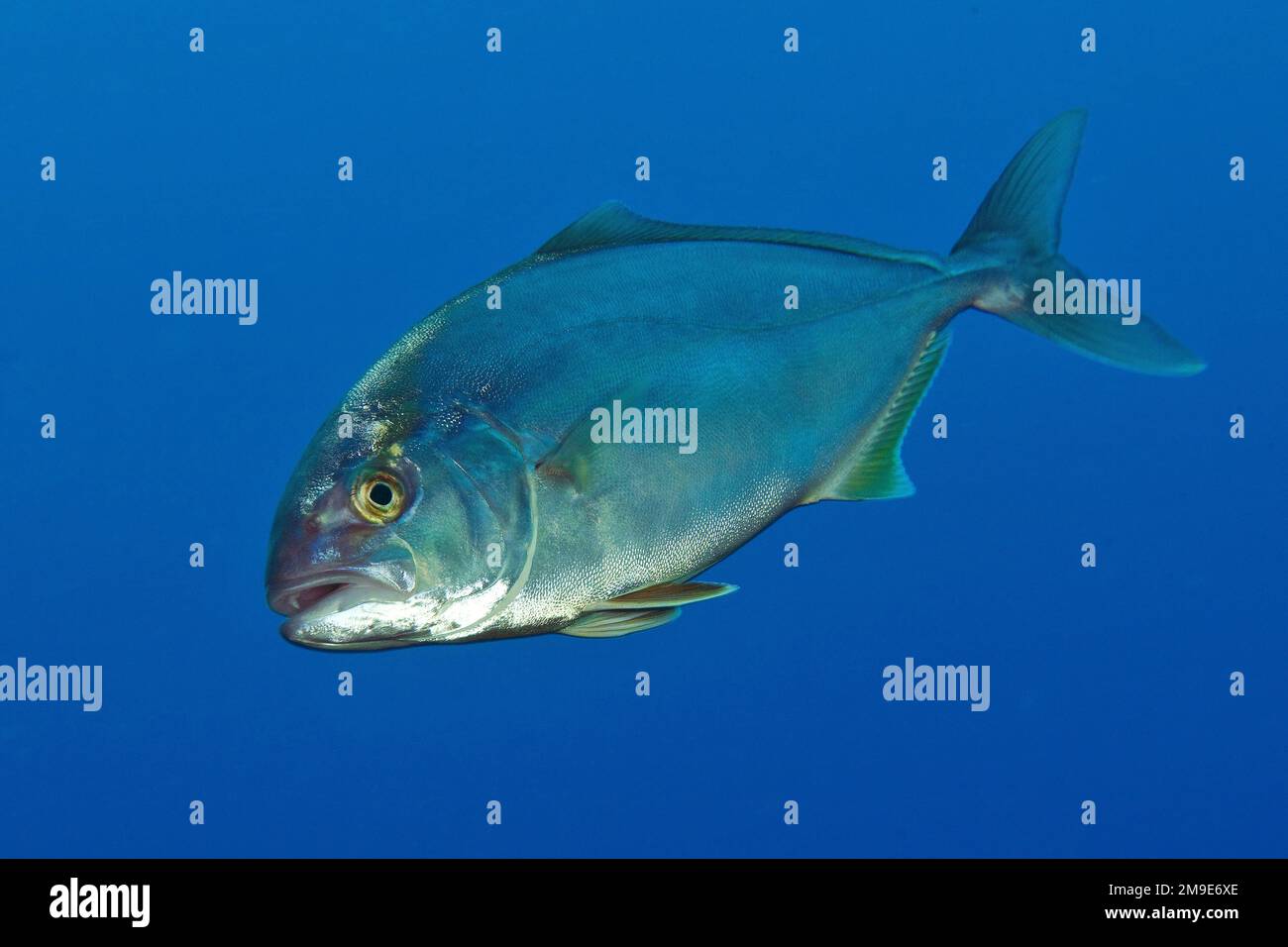 Königsbarsch (Seriola dumerili), Mittelmeer, Straße von Bonifacio, Capo Testa, Sardinien, Italien Stockfoto